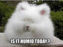 humid