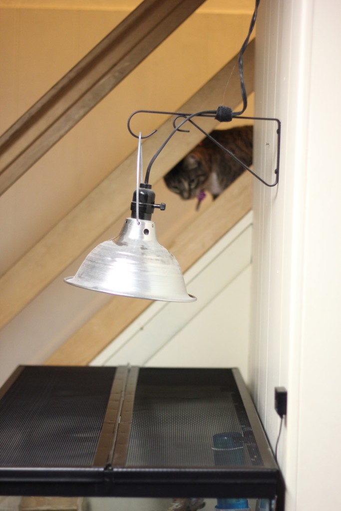 cat stalk